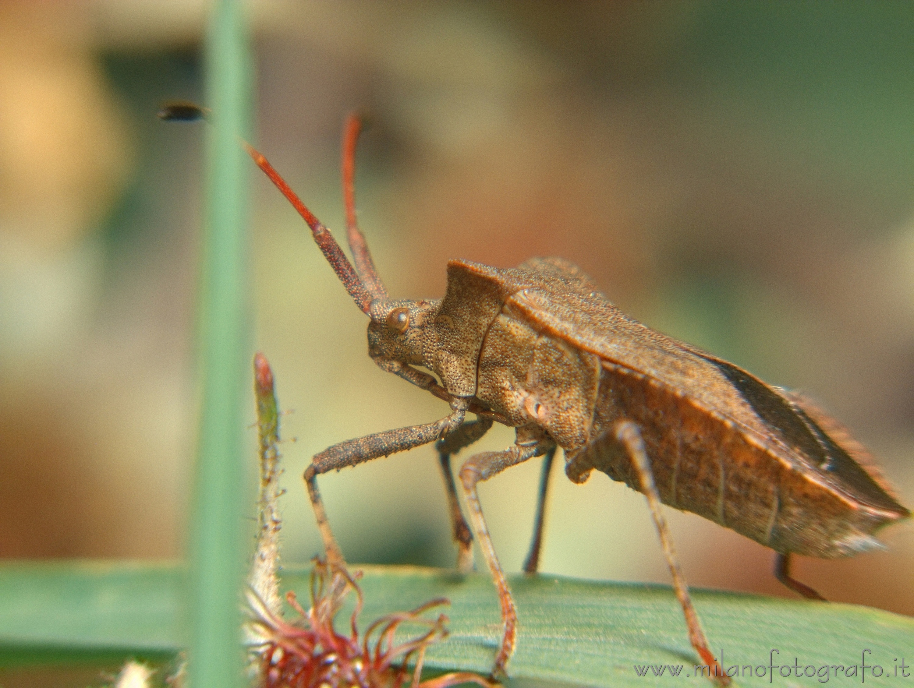 Rosazza (Biella) - Coreus marginatus